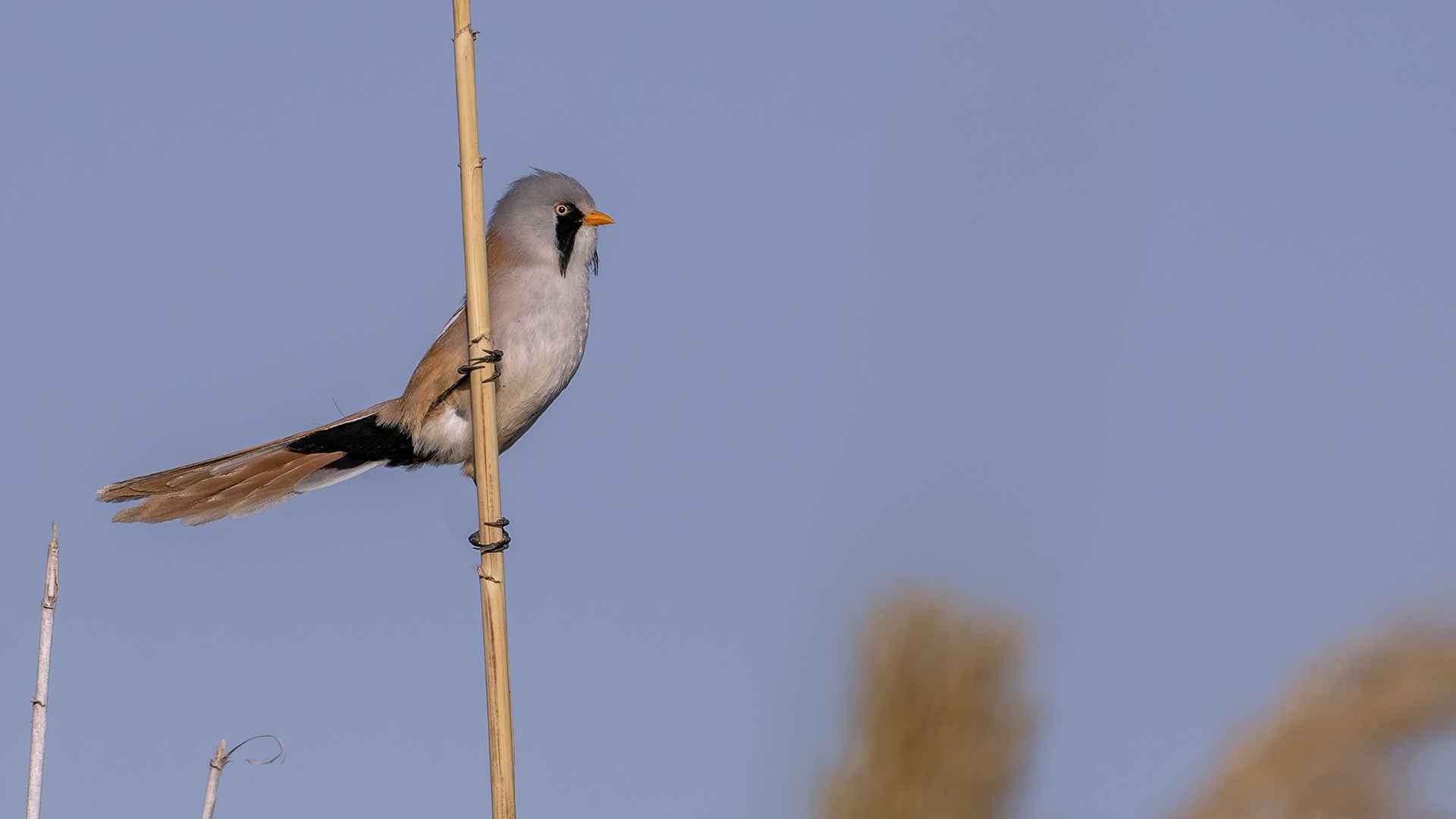 Bearded Reedling
